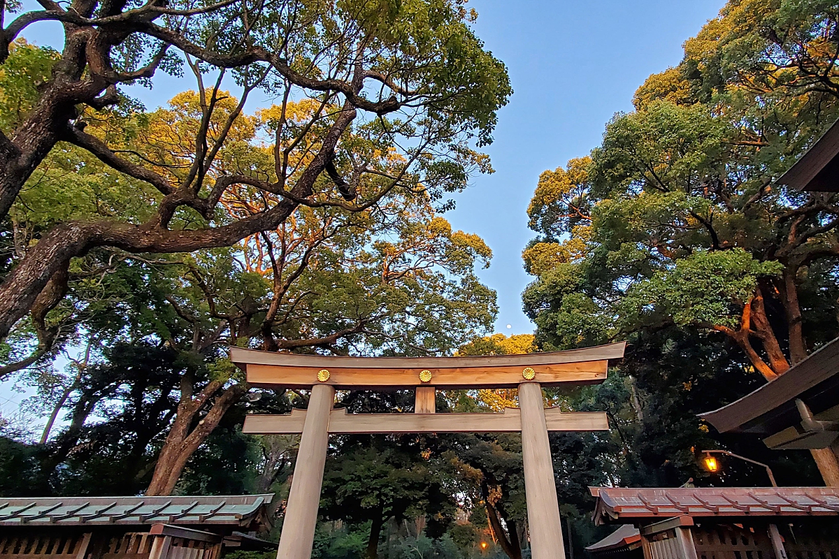A golden Torii gate stands amongst the towering trees and temples in Tokyo, Japan